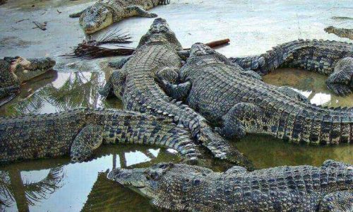 Teluk Sengat Crocodile Farm near Desaru