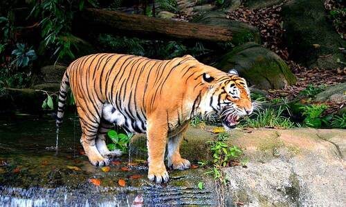 malacca-zoo-tickets-see-malayan-tigers