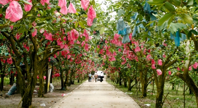 Fruit Farm in Desaru