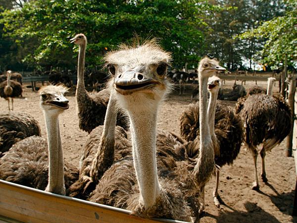 Things to do in Desaru Ostrich Farm