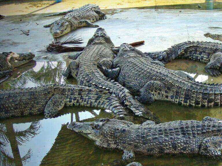 Teluk Sengat Crocodile Farm near Desaru